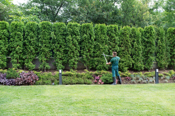 Lawn Watering Services in St Clair, MI