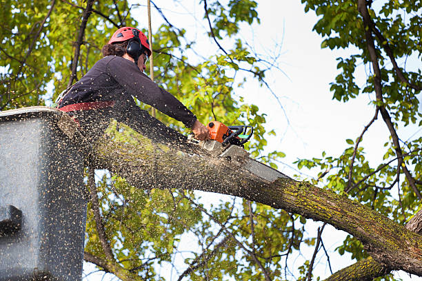 Reliable St Clair, MI  Tree Services Solutions